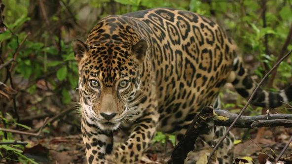 Lovci z divočiny: Afričtí zabijáci XCIX (1)