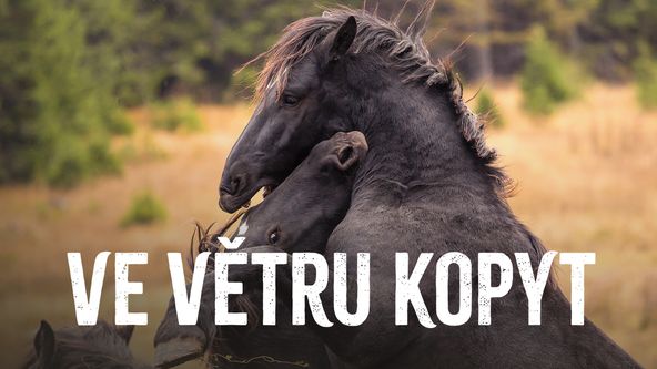 Ve větru kopyt