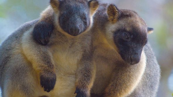 Stromoví klokani: Duchové lesa