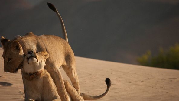 Mizející králové: Lvi Namibu