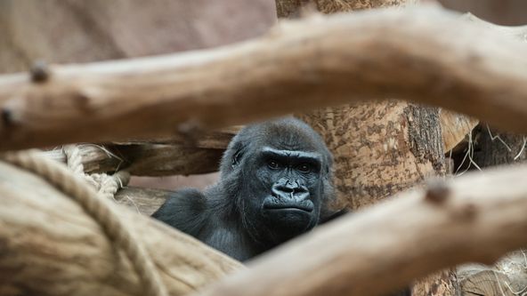 Gorilí povídání, Večerníček