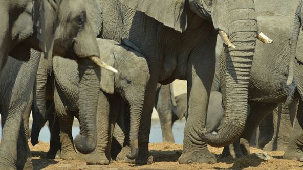 Zázračná planeta: Boj o sloní trůn