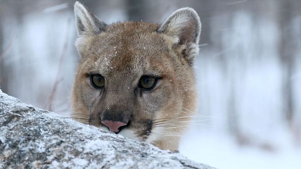 Puma: Honba za přízrakem