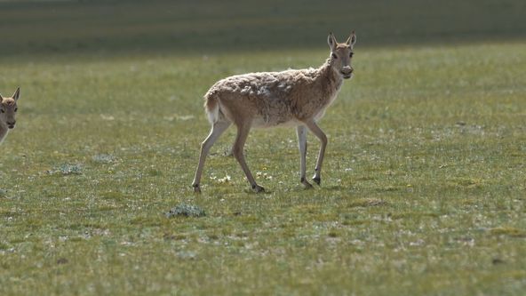 Divoká příroda Číny (1/2)