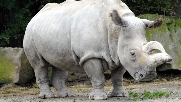 Poslední šance pro severní bílé nosorožce