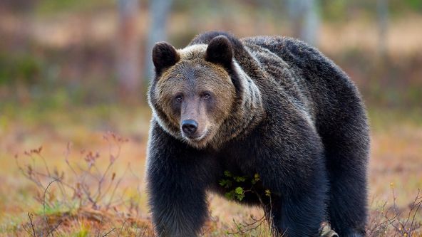 Revír bez hranic - putování alpských medvědů