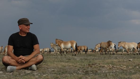 Divocí koně: Příběh z pusty