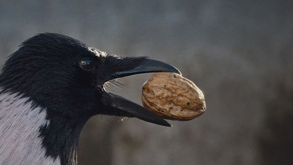 Nádherná příroda Dánska