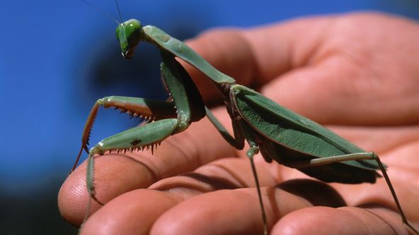 V říši smrtícího hmyzu