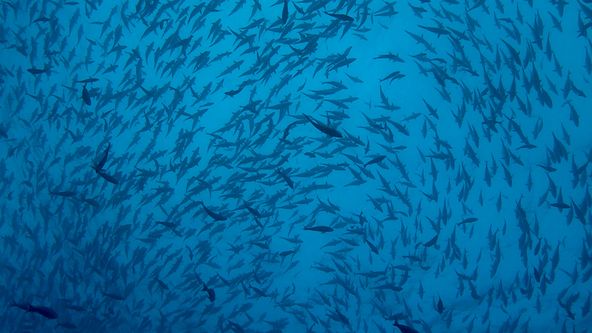 V obklíčení: Žraloci z ostrova Ascension