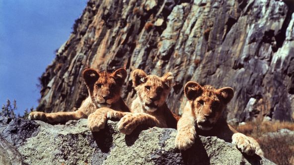 Divočina patří lvům