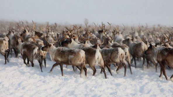 Volání skutečného severu (6)