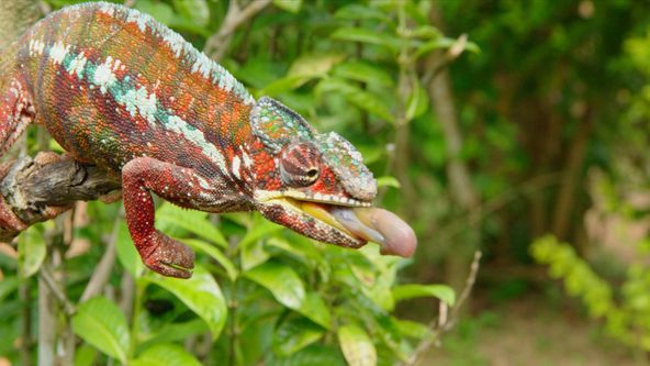 Zázraky divočiny: Madagaskar (2)