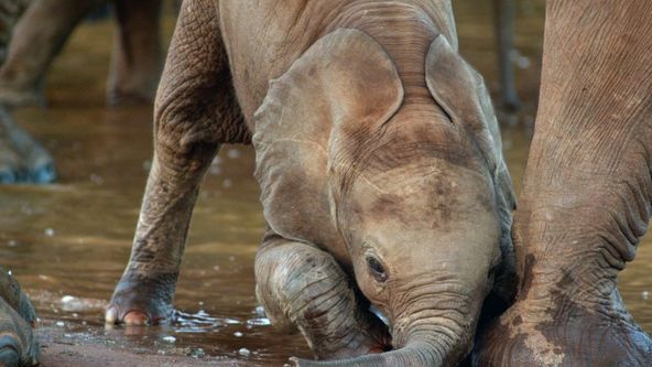 Bylo nebylo v národním parku Tsavo (1)