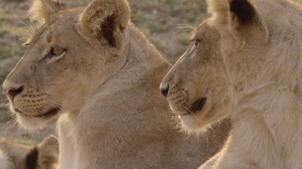 Afričtí lovci II (2)