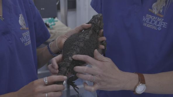 Záchranáři divokých zvířat: Austrálie (5)