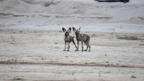 Psi hyenovití: Ve smečce (3)