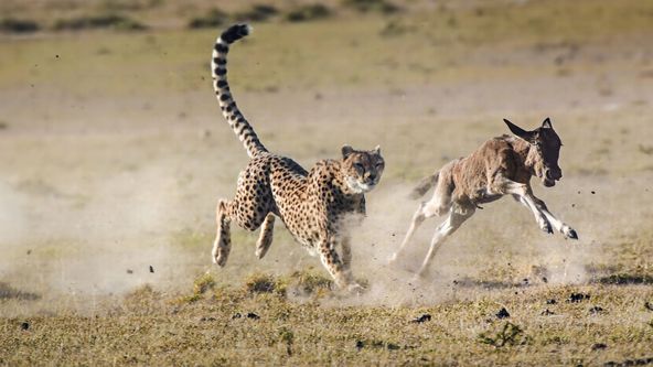 David Attenborough: Lov (1)