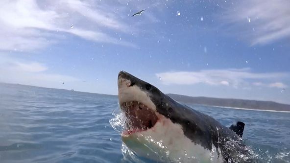 Žralok bělavý útočí