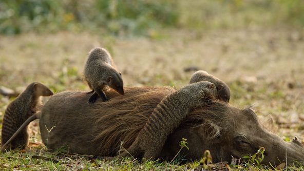 Kalahari - zákony pouště (1/2)