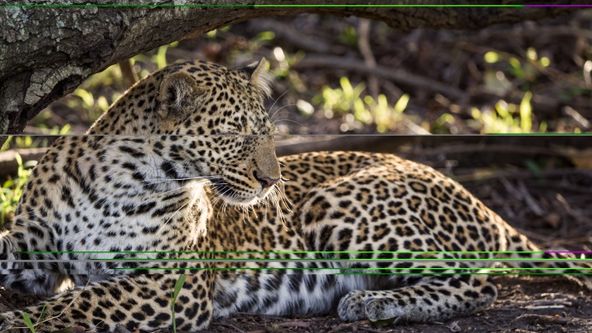 Příběhy velkých koček II (2)