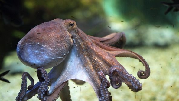 Zvířecí výzbroj (2)