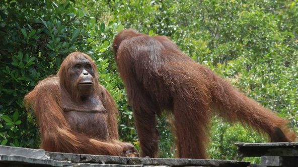 Špióni v přírodě, Zázračná planeta (3/4)