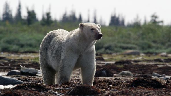 Kanada: Rok v divočině (1)