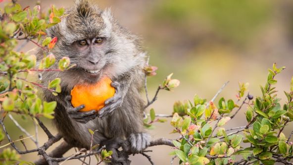 Trabantem z Austrálie do Asie (7/12)