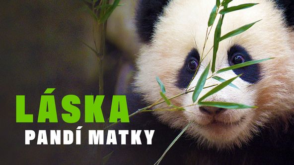 Láska pandí matky