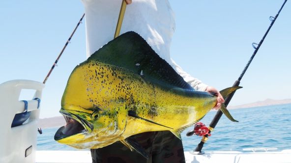 Zachytáme s Rybostrojem