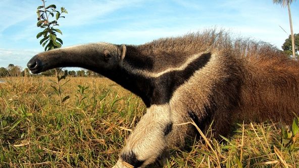 Pantanal, brazilský přírodní zázrak