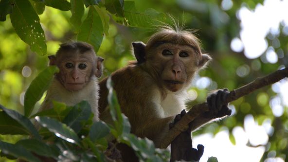 Život mezi opicemi