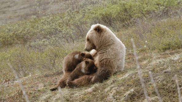 Setkání s grizzlym (2)