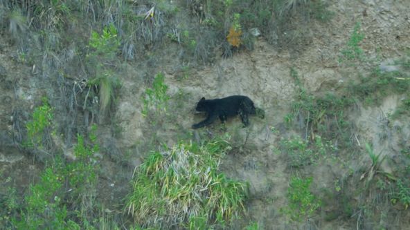 Království divočiny: Medvěd brýlatý, Ekvádor