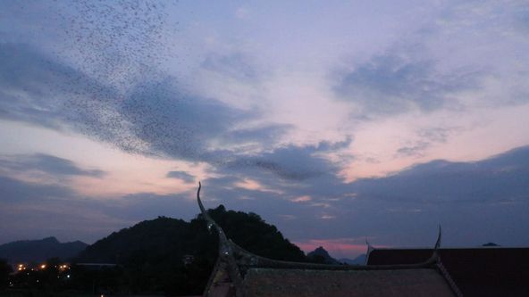 Neuvěřitelné schopnosti netopýrů