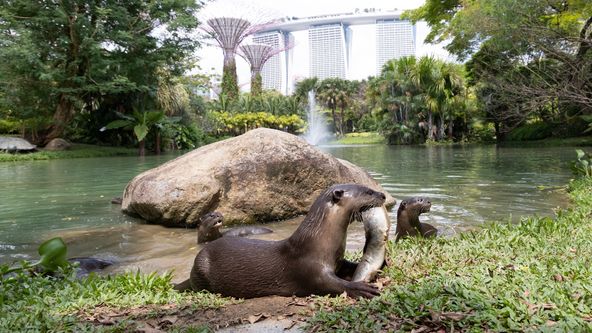 Vydry ve městě (5)