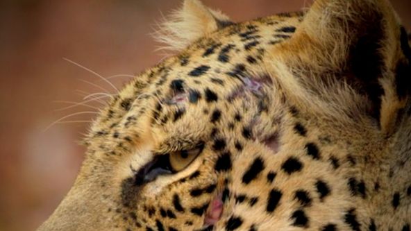 Neskrotná Zambia (1)