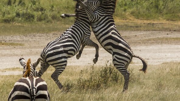 Námluvy ve světě zvířat (1/5)