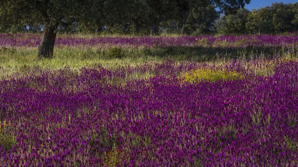 Divoké Španělsko (2/2)