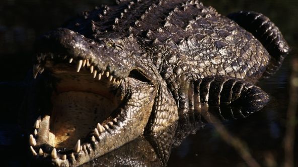 Přistiženi při činu (5)