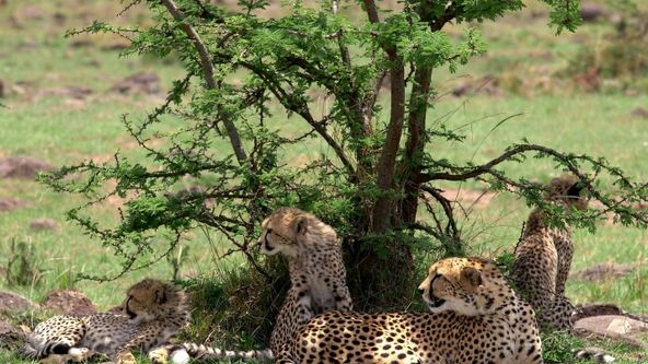 Honba za deštěm (4)