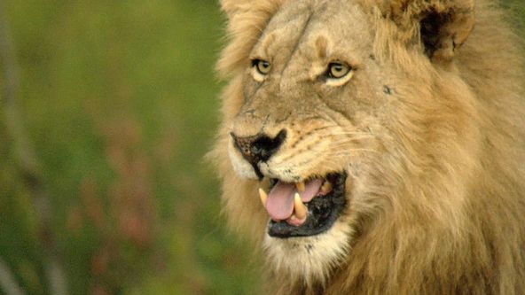 Území predátorů (2)