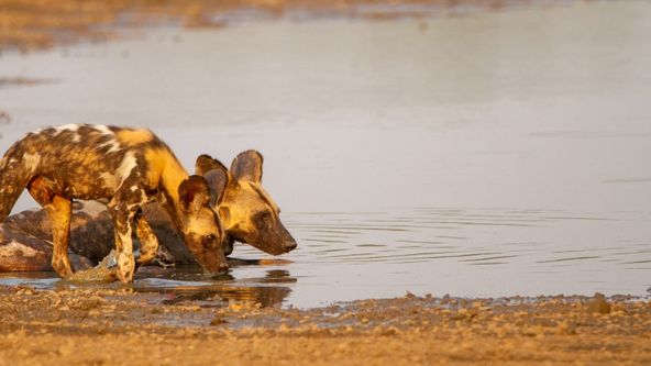 Psi hyenovití: Ve smečce (2)