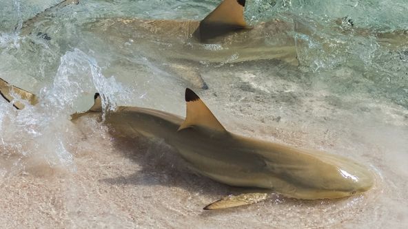 Žraločí batolata ve městě