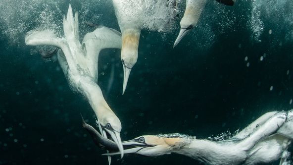 Divocí, chytří a smrtící (1)