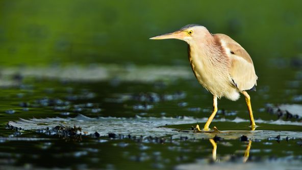 Divoká tvář Thajska (1/2)