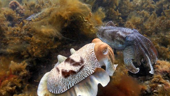 Zvířecí špioni pod hladinou, Zázračná planeta (4/4)