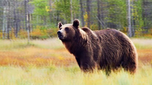 Rok v medvědím sedle