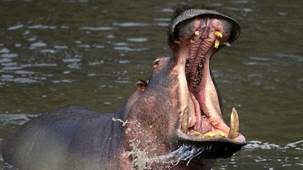 Extrémní útoky zvířat (2)